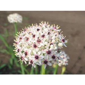 Díszhagyma - Allium basalticum Silver Spring
