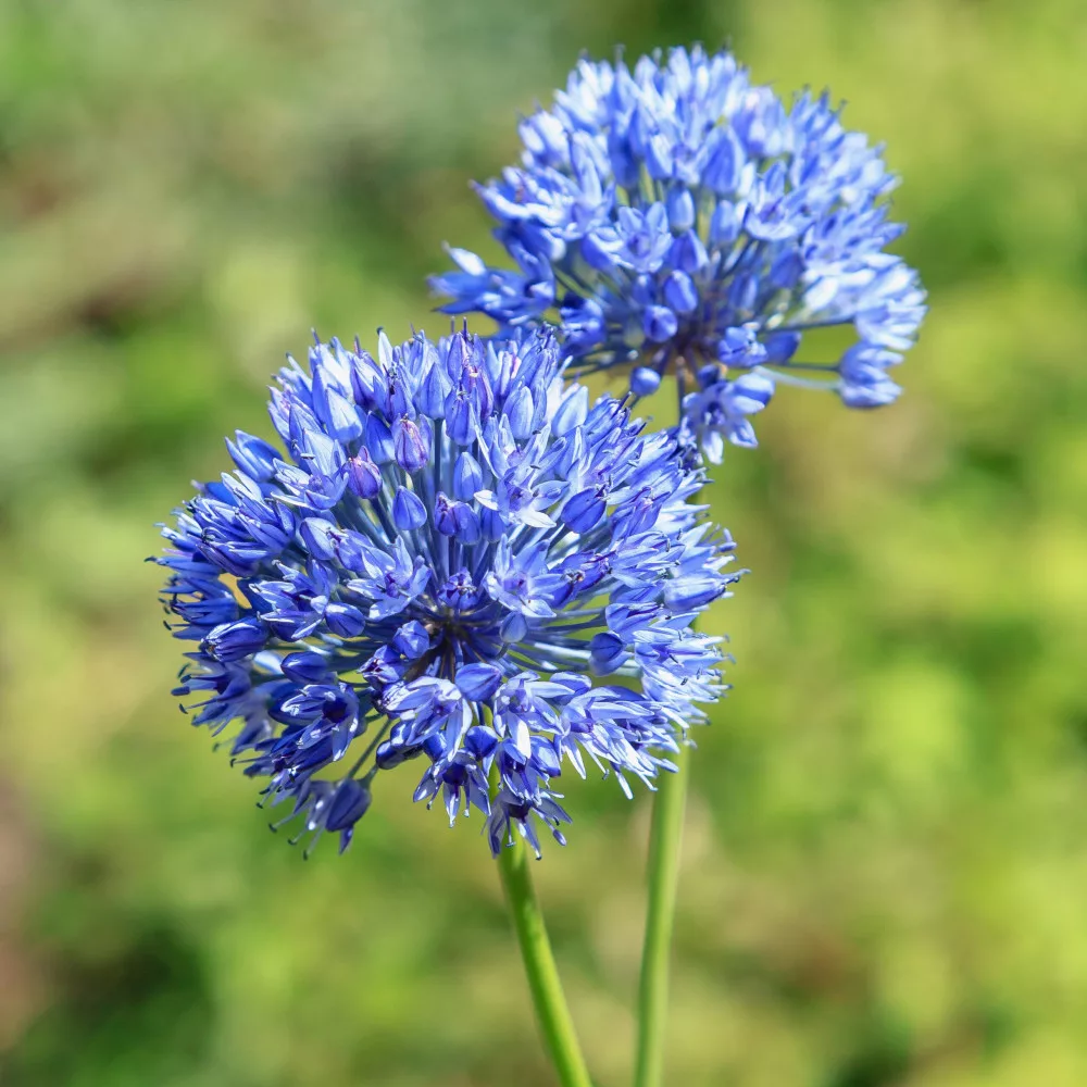 Díszhagyma - Allium caeruleum - Királykert - Virághagyma ren