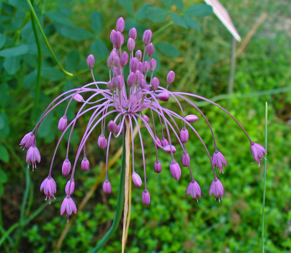 díszhagyma allium carinatum ssp pulchellum királykert