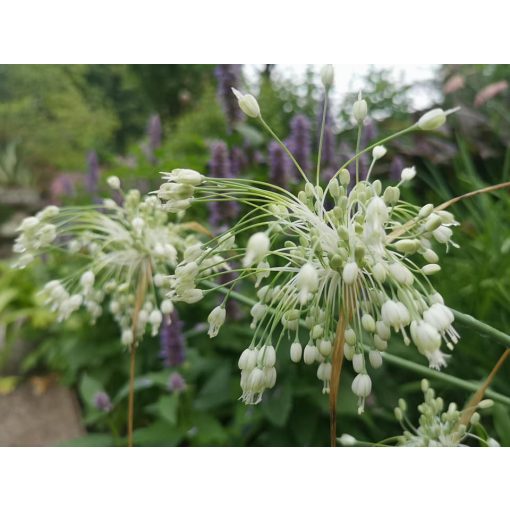 Allium carinatum ssp. pulchellum Album - Díszhagyma