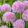 Allium carolinianum Rosy Dream - Díszhagyma