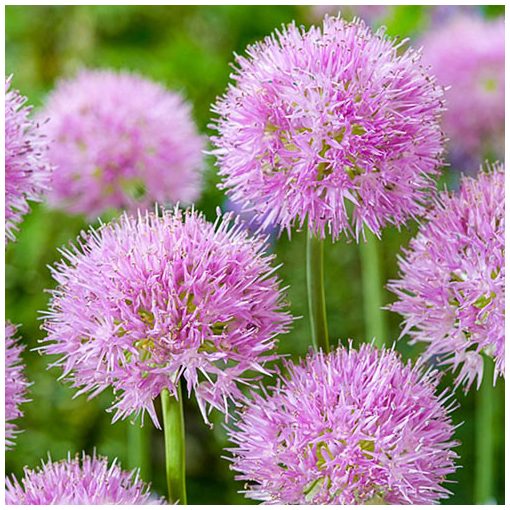 Allium carolinianum Rosy Dream - Díszhagyma