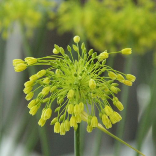 Allium chloranthum Yellow Fantasy - Díszhagyma