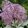 Allium christophii - Díszhagyma