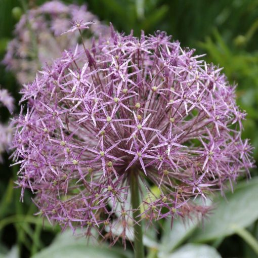 Allium christophii - Díszhagyma