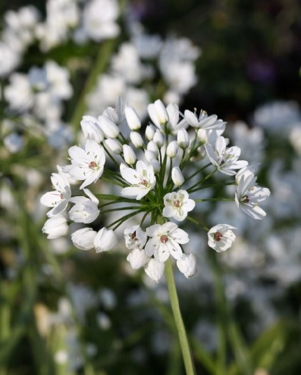 D Szhagyma Allium Cowanii Kir Lykert Vir Ghagyma Rende