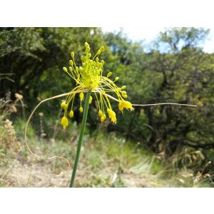 Allium flavum - Díszhagyma