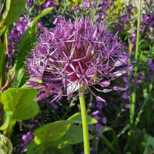 Allium jesdianum Akbulak - Díszhagyma