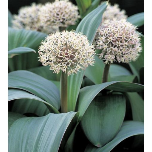 Allium karataviense - Díszhagyma
