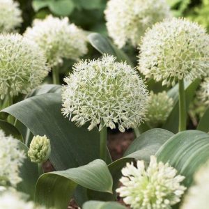 Allium karataviense Ivory Queen - Díszhagyma