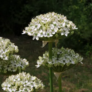 Allium nigrum - Díszhagyma