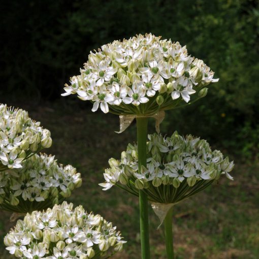Allium nigrum - Díszhagyma