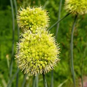 Allium obliquum - Díszhagyma