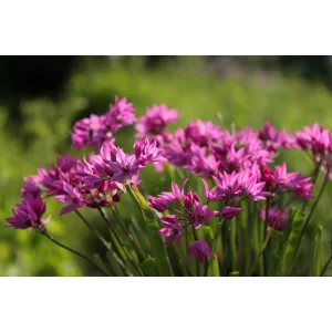 Allium oreophilum - Díszhagyma