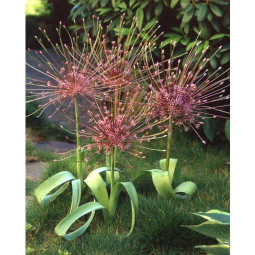 Allium schubertii - Díszhagyma