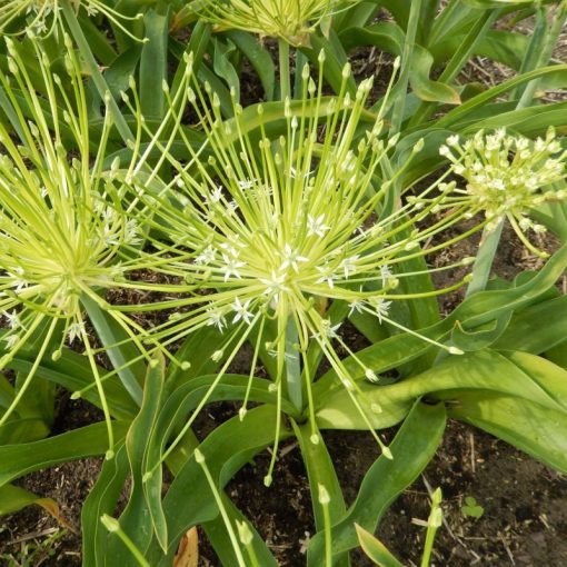 Allium schubertii Arctic Snow - Díszhagyma