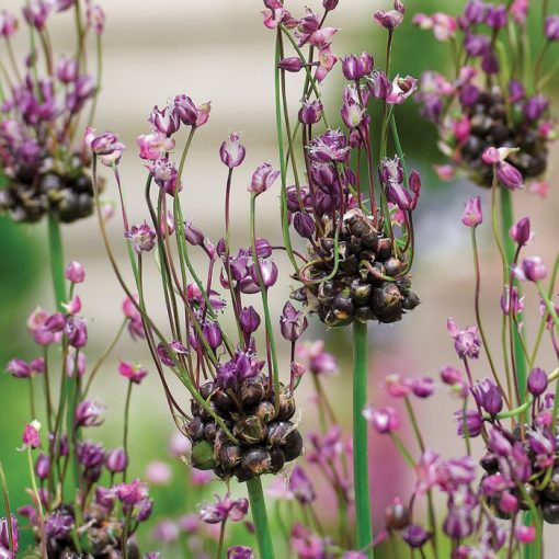 Allium scorodoprasum Art - Díszhagyma