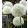 Allium stipitatum White Giant - Díszhagyma