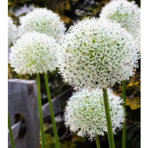 Allium stipitatum White Giant - Díszhagyma