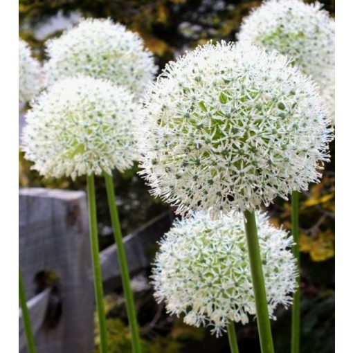 Allium stipitatum White Giant - Díszhagyma