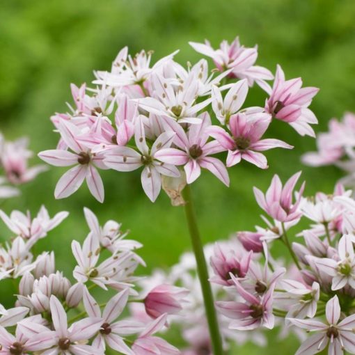 Allium trifoliatum Cameleon - Díszhagyma