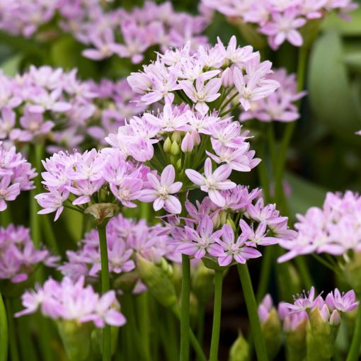 Allium unifolium - Díszhagyma