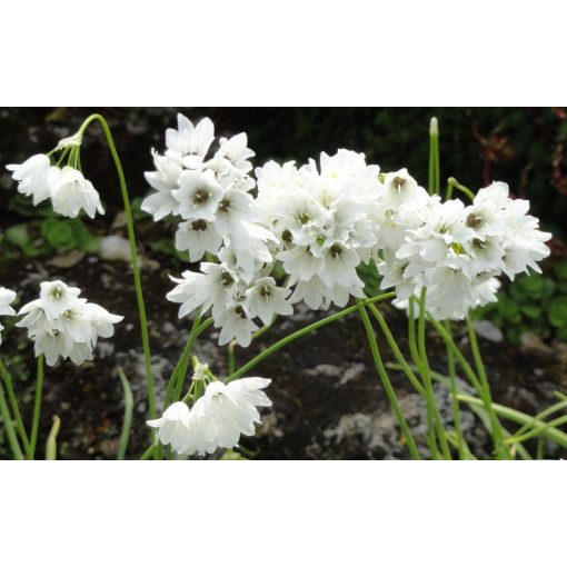 Allium zebdanense - Díszhagyma