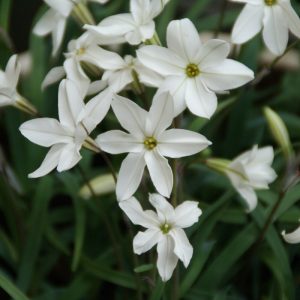   Ipheion uniflorum Alberto Castillo - Egyvirágú csillaghagyma