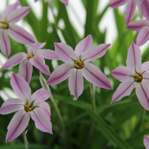 Ipheion uniflorum Tessa - Egyvirágú csillaghagyma