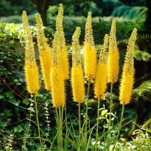 Eremurus stenophyllus - Korbácsliliom