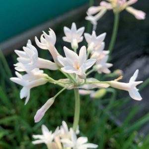 Tulbaghia violacea Alba - Fokföldi csillagvirág