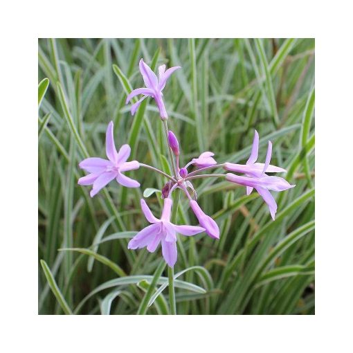 Tulbaghia violacea Silver Lace - Fokföldi csillagvirág