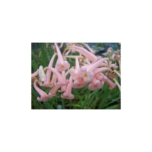 Cyrtanthus mckenii Himalayan Pink - Fokföldi görbeliliom