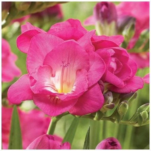 Freesia Double Pink - Frézia