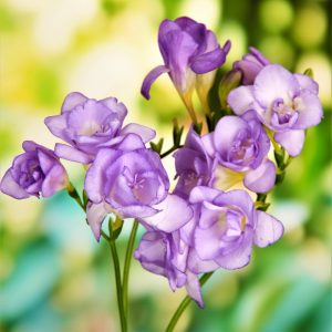 Freesia Double Purple - Frézia