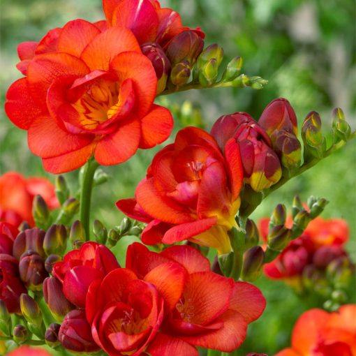 Freesia Double Red - Frézia