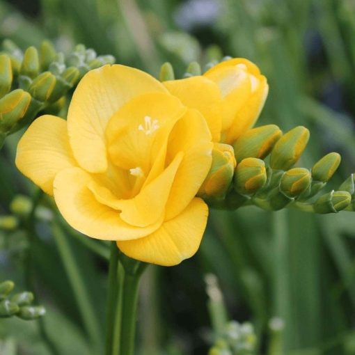 Freesia Double Yellow - Frézia