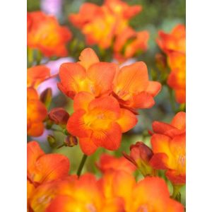 freesia-Single-Orange