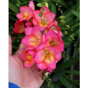 Freesia Single Pink - Frézia