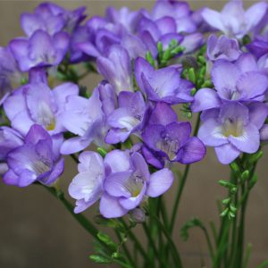 Freesia Single Purple - Frézia