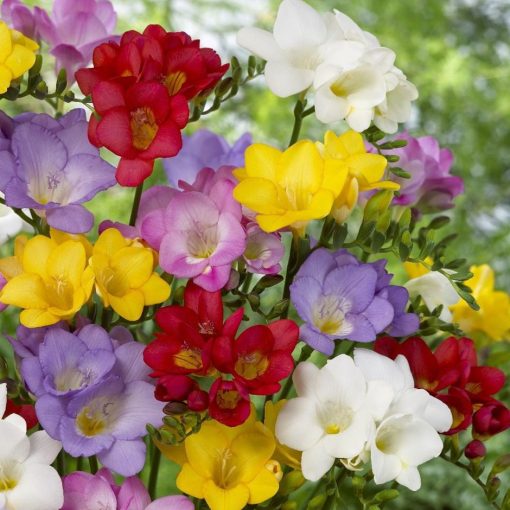 Freesia single-flowering mix - Frézia