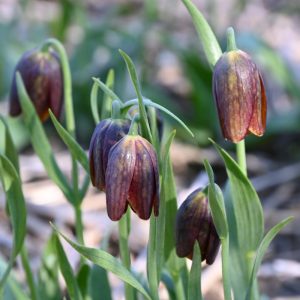 Fritillaria davisii