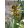 Fritillaria reuteri