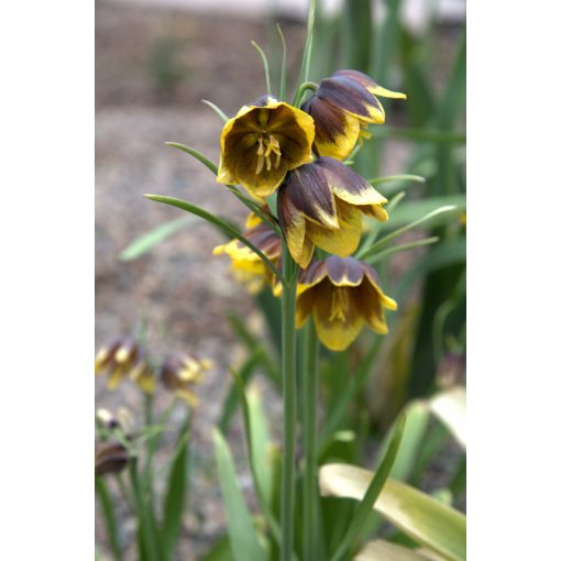 Fritillaria reuteri