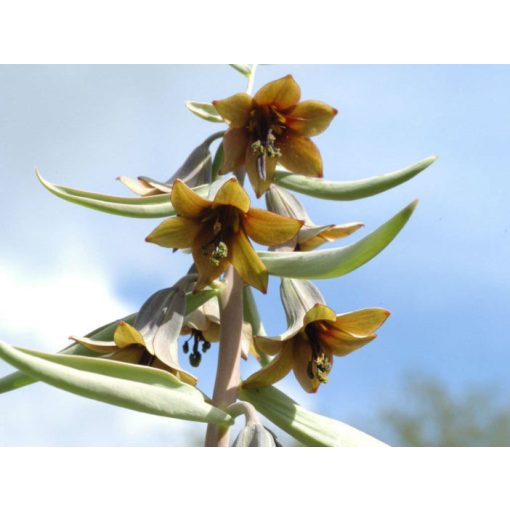 Fritillaria sewerzowii