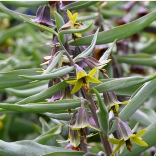 Fritillaria sewerzowii Green Eyes