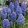 Muscari Blue Spike - Fürtös gyöngyike