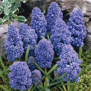 Muscari Blue Spike - Fürtös gyöngyike