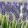 Muscari Night Eyes - Fürtös gyöngyike