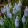 Muscari Peppermint - Fürtös gyöngyike